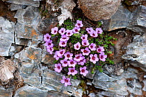 Purple Saxifrage (Saxifraga oppositifolia) in flower, growing in amongst cracks in a rock wall.  Krossfjord, Svalbard, July.