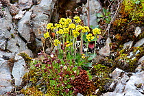 Arctic Whitlow grass (Draba sp.) with yellow flowers.  Krossfjord, Svalbard, July.