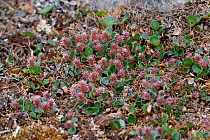 Polar Willow (Salix polaris) with catkins. Blomstrandhalvoya, Krossfjord, Svalbard, July.