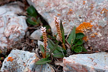 Alpine bistort or knotweed (Polygonum viviparum) in flower. Blomstrandhalvoya, Krossfjord, Svalbard.