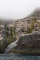 The bird cliffs of Bear Island (Bjornoya) with mist near the tops. Main breeding species are common and Brunnich's guillemots (Uria aalge & U. lomvia) nesting on ledges and rock stacks. Bear Island (B...