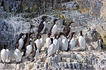 Common Guillemots (Uria aalge) - both bridled and normal forms - on rock ledges near the breeding colony. Bear Island (Bjornoya), North Atlantic, July.