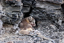 Arctic Fox (Alopex / Vulpes lagopus) protecting its kill in a rock cave. Diskobukta, Svalbard, July.