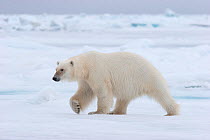 Polar Bear (Ursus maritimus) walking over sea ice, with front paw raised. Kong Karls Land, Svalbard, July.