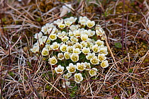 Tufted Saxifrage (Saxifraga cespitosa) in flower. Bamsebu, Bellsund, Svalbard, July.