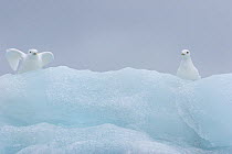 Ivory Gulls (Pagophila eburnea) perched on an iceberg, one just about to take off. Van Keulenfjord, Svalbard, July.