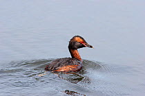 Horned / Slavonian Grebe (Podiceps auritus) with prey in its bill to feed chicks. Lake Myvatn, near Akureyri, Iceland, July.