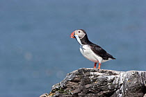 Adult Atlantic Puffin (Fratercula arctica) with a large fish in its bill. Near its breeding burrow on Vigur Island, Iceland, July.