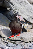 Black Guillemot (Cepphus grylle) with a large fish in its bill, standing outside of its nest entrance, situated in the rocks behind. Vigur Island, Iceland, July.