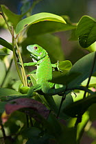 Juvenile green or Common Iguana (Iguana iguana) in foliage. Lighthouse Reef, Belize, September.