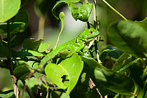 Juvenile green or Common Iguana (Iguana iguana) in foliage. Lighthouse Reef, Belize, September.