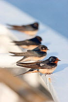 Barn Swallows (Hirundo rustica) perched on the railing of a cruise ship during a crossing of the Gulf of Mexico, Caribbean Sea, September.