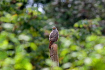 Adult Roadside Hawk (Buteo magnirostris) perched on a tree stump overlooking the forest. Coiba Island, Panama, September.
