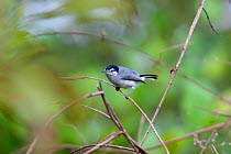 Tropical Gnatcatcher (Polioptila plumbea) perched on a small branch. Coiba Island, Panama, September.