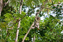 Male Brown-throated Three-toed Sloth (Bradypus variegatus) climbing up a branch within forest. Manuel Antonio National Park, Puerto Quepos, Costa Rica, September.