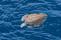 Olive Ridley's Turtle (Lepidochelys olivacea) swimming at sea surface, off the coast of Mexico, Pacific Ocean, September.