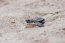 Hatchling Olive Ridley Sea Turtle (Lepidochelys olivacea) on sand making its way to the sea. Captive raised hatchling released into the wild. Mazatlan, Mexico, September.