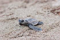Hatchling Olive Ridley Sea Turtle (Lepidochelys olivacea) on sand making its way to the sea. Captive raised hatchling released into the wild. Mazatlan, Mexico, September.