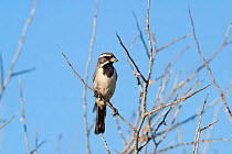 Black-throated Sparrow (Amphispiza bilineata) perched in a desert shrub. Isla Santa Catalina, Baja California, Mexico, September.