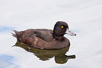 Adult male New Zealand Scaup (Aythya novaeseelandiae) swimming showing reflection. Western Springs Park, Auckland, New Zealand, December.