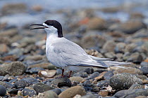 White-fronted Tern (Sterna striata) resting on  stoney beach, in breeding plumage. Panting with bill open due to heat. Kaiaua, Auckland, New Zealand, December.