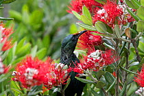Tui (Prosthemadera novaeseelandiae) feeding on nectar from pohutukawa tree flowers. Wenderholm Region Park, Auckland, New Zealand, December.