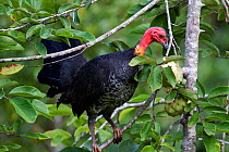 Australian Brush Turkey (Alectura lathami) perched in a tree pecking at fruits. Kingfisher Park, Queensland, Australia, April.