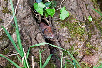 Wood Mouse (Apodemus sylvaticus) coming out of a hole in a tree trunk. Symond's Yat, Gloucestershire, England, May.