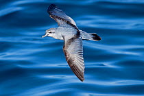 Fairy Prion (Pachyptila turtur) in flight low over the sea surface showing upper wing. Hauraki Gulf, Auckland, New Zealand, October.
