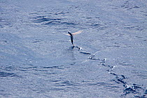Flying Fish (possibly Cheilopogon suttoni) skimming across  sea surface. Between the Tuamotus and Marquesas, French Polynesia, Pacific Ocean, October.