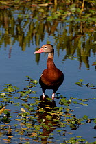 Portrait of a Black-bellied Whistling-Duck (Dendrocygna autumnalis). Everglades National Park, South Florida, USA.