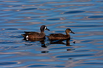 Blue-winged Teal (Anas discors) male (left) and female on water. Canaveral National Seashore, Florida, USA, January.