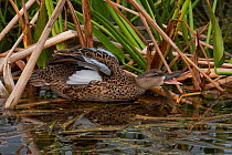Blue-winged Teal (Anas discors) calling. Everglades National Park, South Florida, USA, March.