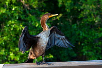 Double-crested Cormorant (Phalacrocorax auritus) in wing-drying posture. Everglades, South Florida, USA, April.