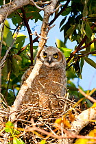 Great Horned Owl (Bubo virginianus) juvenile on nest. Everglades National Park, South Florida, USA, April.