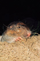 Portrait of a Southeastern Pocket Gopher (Geomys pinetis). North Florida, USA.