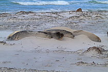 Southern Elephant Seals (Mirounga leonina) huddle together in typical moulting behavior while wind-blown sand covers them. Sea Lion Island, Falkland Islands, November.