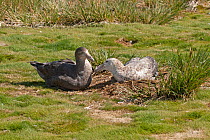 Southern Giant Petrel (Macronectes giganteus)  adult and juvenile at nest site. Prion Island, South Georgia, January.