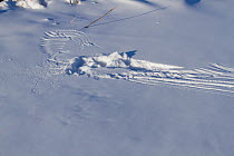 Evidence in the snow of where a Northern Harrier / Marsh Hawk / Hen Harrier (Circus cyaneus) hit its prey, then took off. The long skid marks from the right are the talons dragging, with the wing impr...