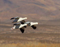 Three Ross Geese (Chen rossii) coming in for a landing. Bosque del Apache, New Mexico, January.