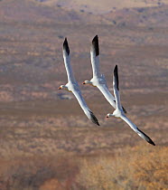 Three Snow Geese banking and gliding in preparation for a landing (Chen caerulescens). Bosque del Apache, New Mexico, January.