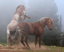 Two Wild Horse Stallions (Equus caballus) fighting in mist. Montana, USA, June.