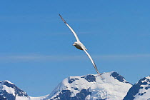 Wandering Albatross (Diomedea exulans) banking for a landing. Prion Island, South Georgia, January.