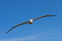 Wandering Albatross (Diomedea exulans) in flight, demonstrating the widest wingspan of any living bird species. Prion Island, South Georgia, January.