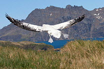 Wandering Albatross (Diomedea exulans) about to land. Prion Island, South Georgia, January.