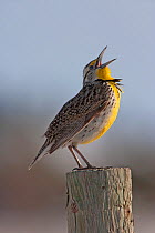 Western Meadowlark (Sturnella neglecta) calling from a fence post. South Dakota, USA, May.