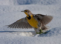 Western Meadowlark (Sturnella neglecta) taking off from snow covered ground. South Dakota, USA, May.