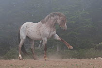 Wild Horse (Equus caballus) stallion dominance posturing in the fog. Montana, USA, June.