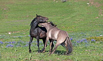 Wild Horse (Equus caballus) stallions battle in dominance behaviour. Montana, USA, June.
