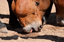 Wild Horses (Equus caballus) licking the ground to gather trace nutrients. Montana, USA, June.